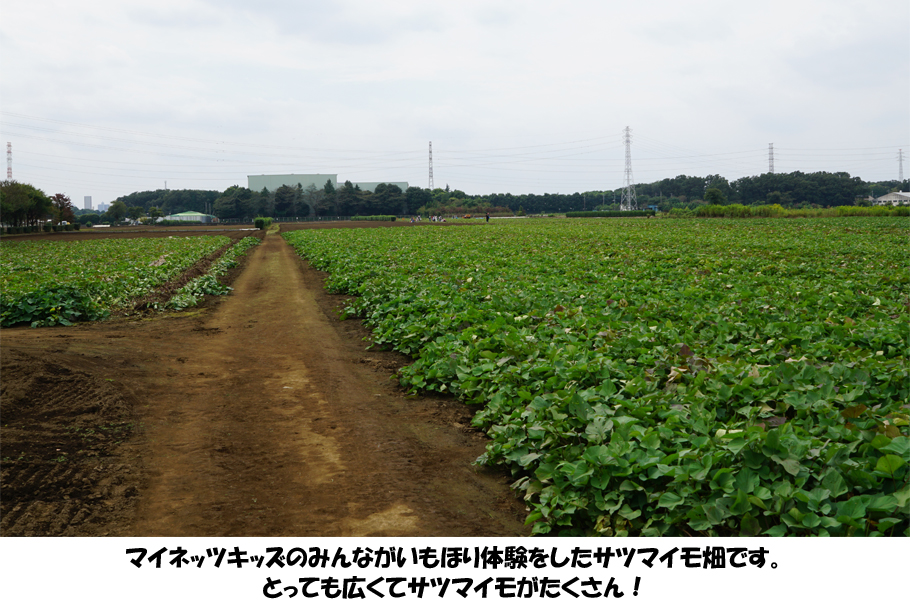マイネッツキッズ_いもほり2020_18