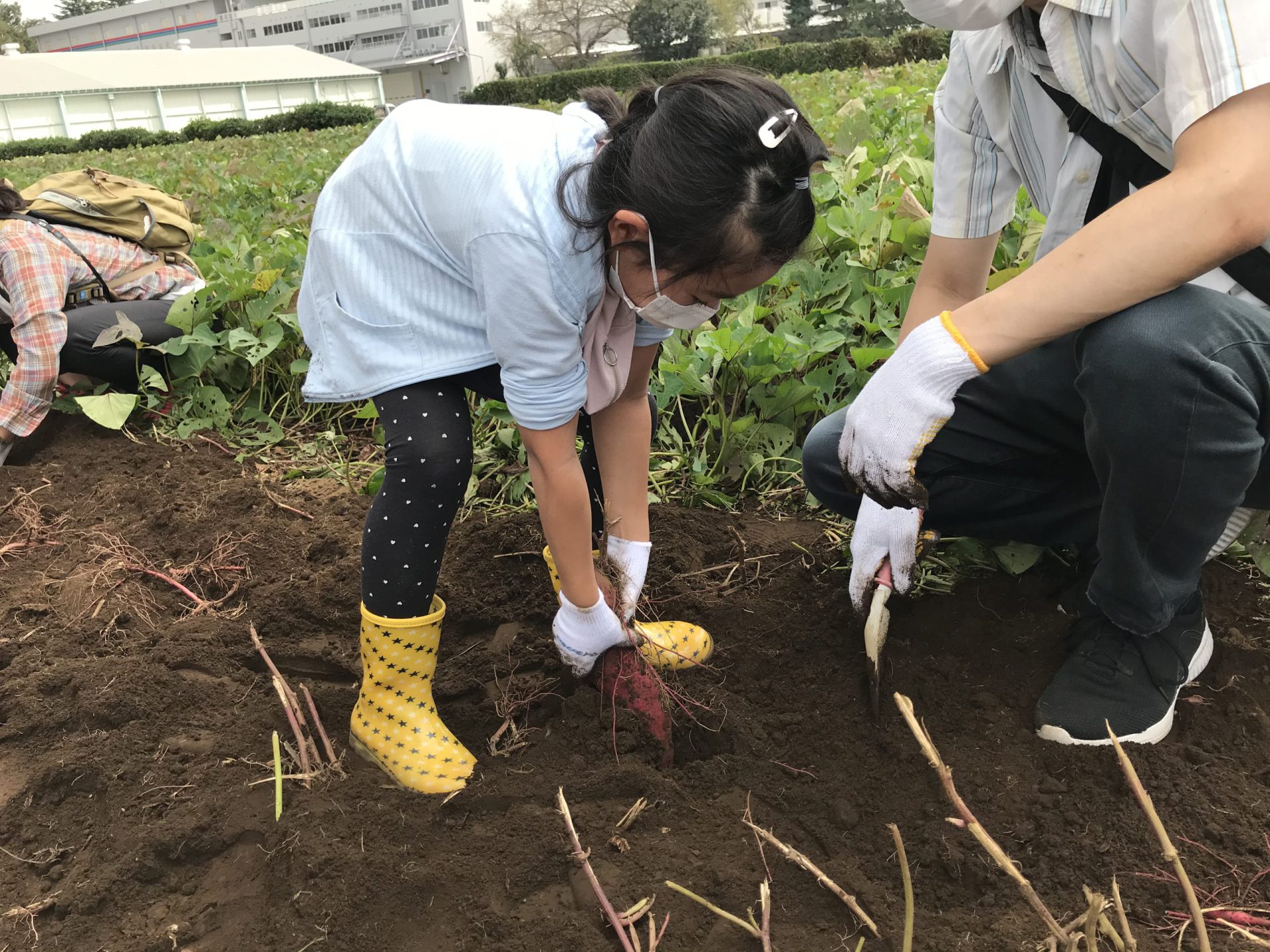 マイネッツキッズ_いもほり2021_16