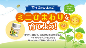 マイネッツキッズ_ひまわり_2_202206